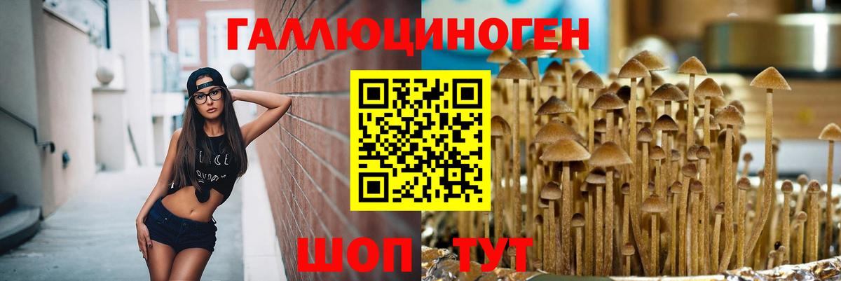 Псилоцибиновые грибы Psilocybe Михайловка